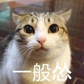 一般怂 猫咪 大眼睛 可爱