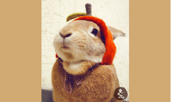 小兔兔 吃东西 可爱 搞笑