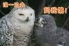 萌宠 猫头鹰 滚一边去 饿了 搞怪 逗