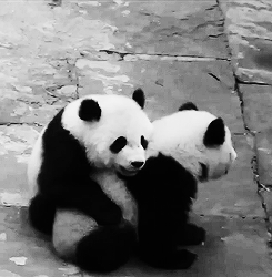 熊猫 拥抱 可爱 亲密