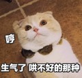 猫咪 哼 生气了 哄不好的那种