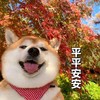萌宠 汪星人 平平安安 祝福 可爱 吐舌头 呆萌