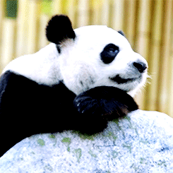大熊猫 熊猫 可爱
