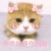 萌宠 喵星人 等你回复 为啥不回我 呆萌 可爱 朋友圈评论表情