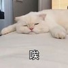萌宠 喵星人 唉 生无可恋 憨憨 忧伤