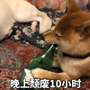 萌宠 猫星人 晚上颓废10小时 喝酒 呆萌 可爱