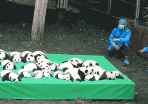 熊猫 可爱 萌宠