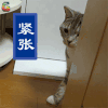 喵星人 紧张 soogif soogif出品