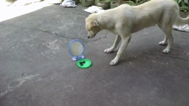 镜子 狗 动物 高兴