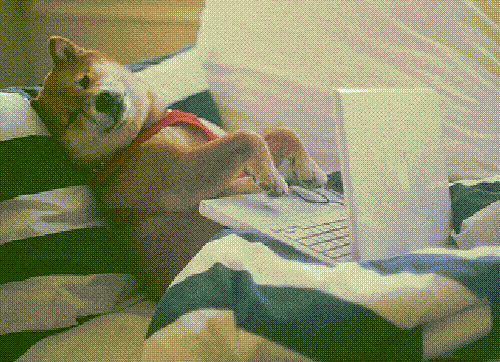 狗狗 电脑 键盘 爪子