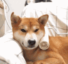 萌宠 汪星人 狗狗 狗子 狗 搞笑