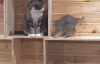 猫咪 可爱 抓自己的尾巴 转圈