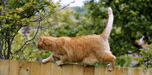 BBC 对猫的发现 摇尾巴 猫咪 纪录片