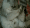 猫咪 猫 喵星人 萌宠