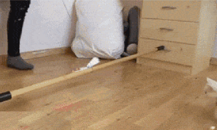 地板 猫咪 玩耍 柜子