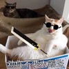 萌宠 猫星人 劝你不要太嚣张 威胁 呆萌 可爱
