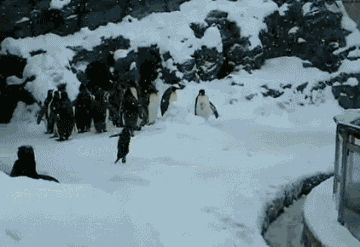 下雪 雪地 企鹅 奔跑 可爱