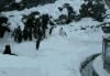 下雪 雪地 企鹅 奔跑 可爱