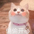 开心 猫 偷偷