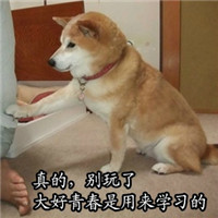 柴犬搞笑 学习 搞笑 真的别玩了大好青春是用来学习的