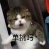 萌宠 猫星人 单挑吗 来啊 呆萌 可爱