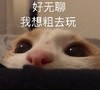 萌宠 喵星人 我想出去玩 我不想呆在家了 憨憨 可爱