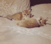 可爱 喵星人 小奶猫 萌
