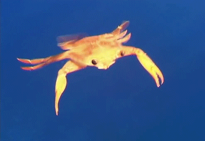 原来 螃蟹也可以游泳，而且游的是这么 萌~