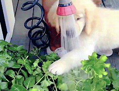 狗狗 玩水 可爱 好玩