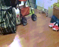 喵星人 亮点 搞笑 萌宠 猫 猫咪