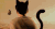 猫耳朵 无不无聊 搞笑 gif