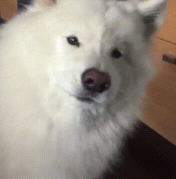 汪星人 狗狗 萌宠 狗