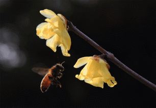 鲜花 蜜蜂 勤劳 飞翔