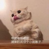萌宠 猫星人 等我收拾收拾 就来打死你个兔崽子 搞怪 呆萌
