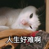 萌宠 猫星人 人生好难啊 无奈 呆萌 可爱