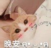 萌宠 喵星人 晚安 睡了 呆萌 搞怪