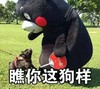 熊本熊，小狗，俯视，呵护，瞧你这狗样