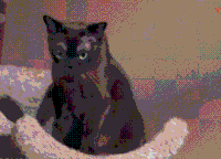 猫咪 喵星人 搞笑  可爱 淘气