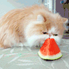 猫咪 西瓜 可爱 呆萌