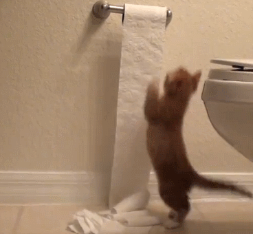 小猫 猫 浴室 厕纸