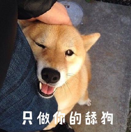 萌宠 汪星人 柴犬 文字表情包 逗