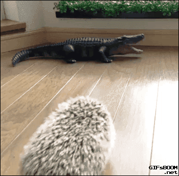 刺猬 鳄鱼 动物