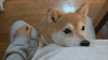 视觉 狗狗 萌萌哒 天然呆 visual