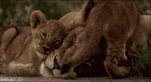 狮子 有爱 蹭 母性 睡觉 舒服 惬意 放心 可爱