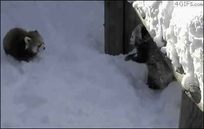 小熊猫 雪  玩 熊猫 我弟弟来