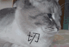 切 萌宠 猫
