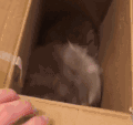 猫咪 可爱 箱子里 大眼睛