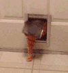 搞笑 喵星人 猫咪 萌宠 猫