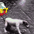 汪星人 可爱 萌宠 狗狗 二哈