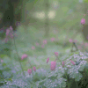 风景 花草 露水 自然